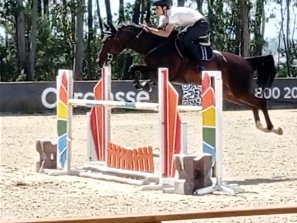 horse